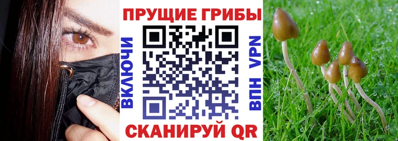 цены   hydra ONION  Псилоцибиновые грибы Cubensis  Новохопёрск 